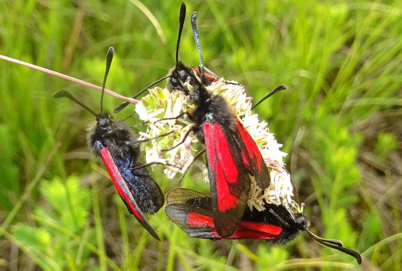 Zygaenidae - Zygaena (Mesembrynus) purpuralis